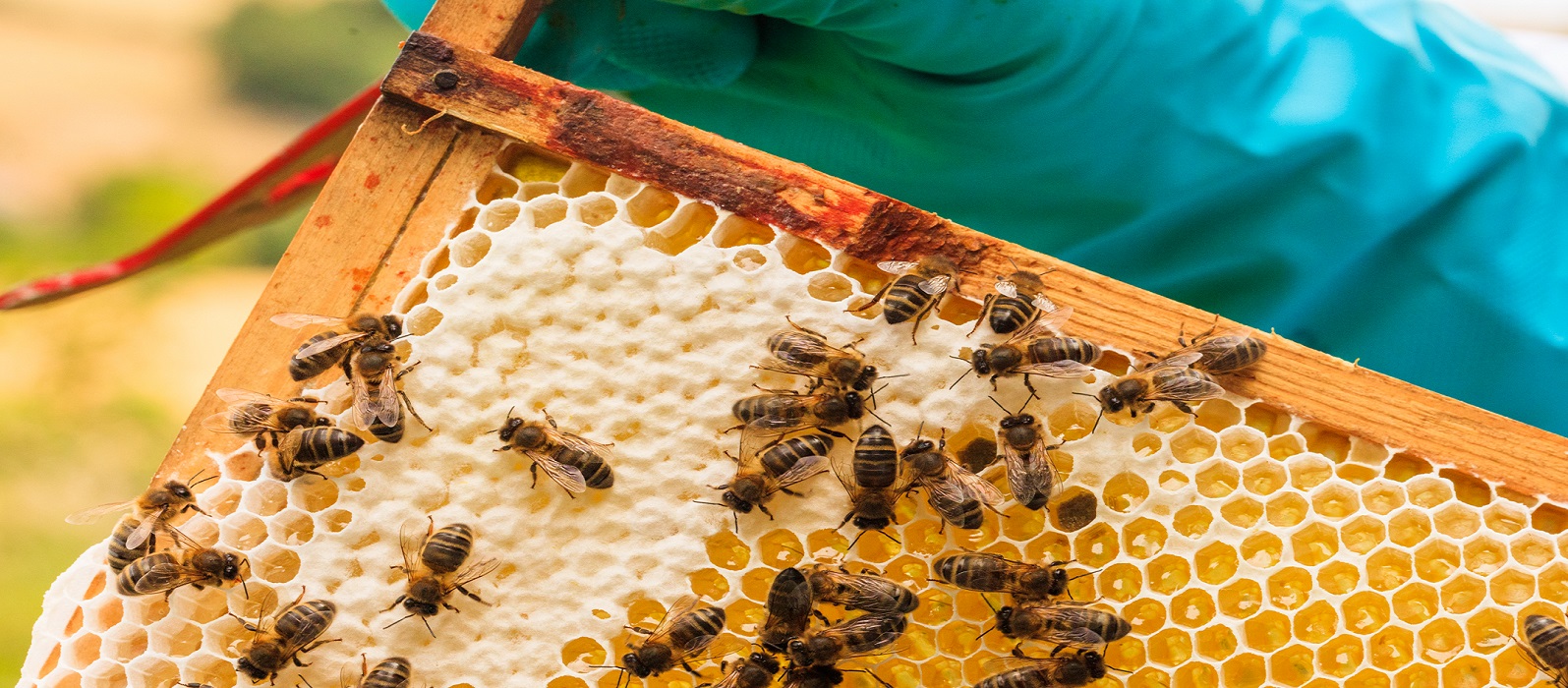 Close up of Bees